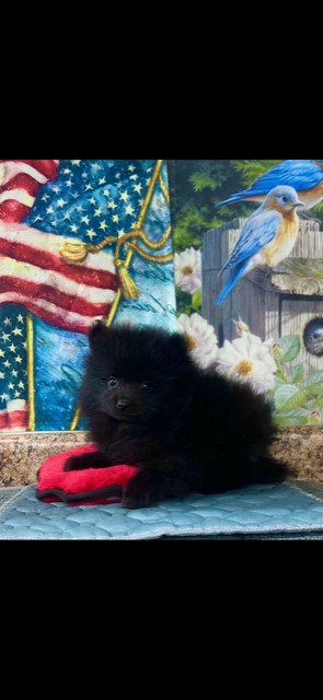 AKC Pomeranian Male #2