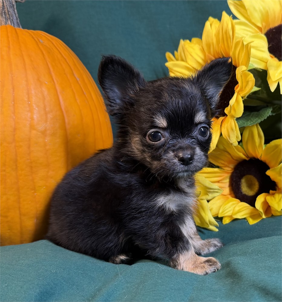 Chihuahua- Fergie’s  # 1 (M)