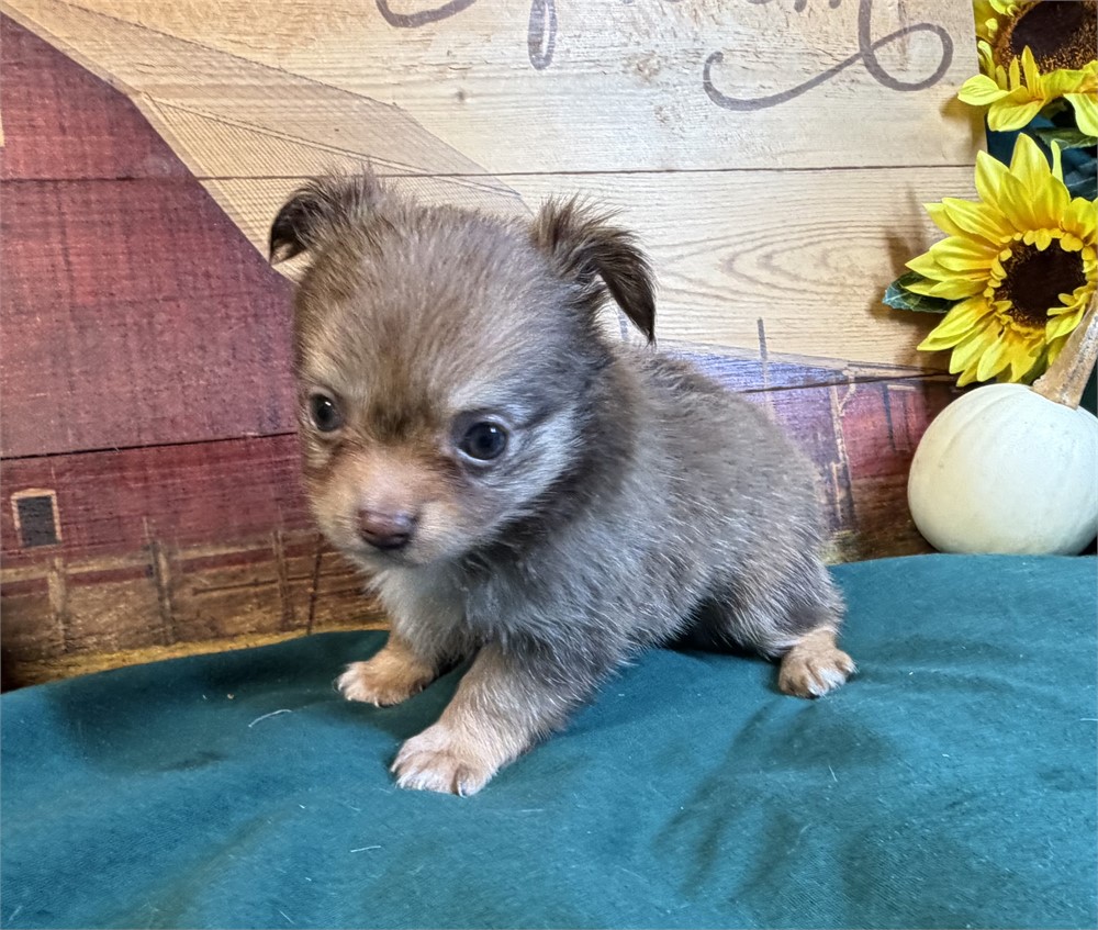 Chihuahua- Caramel’s # 4 (F)