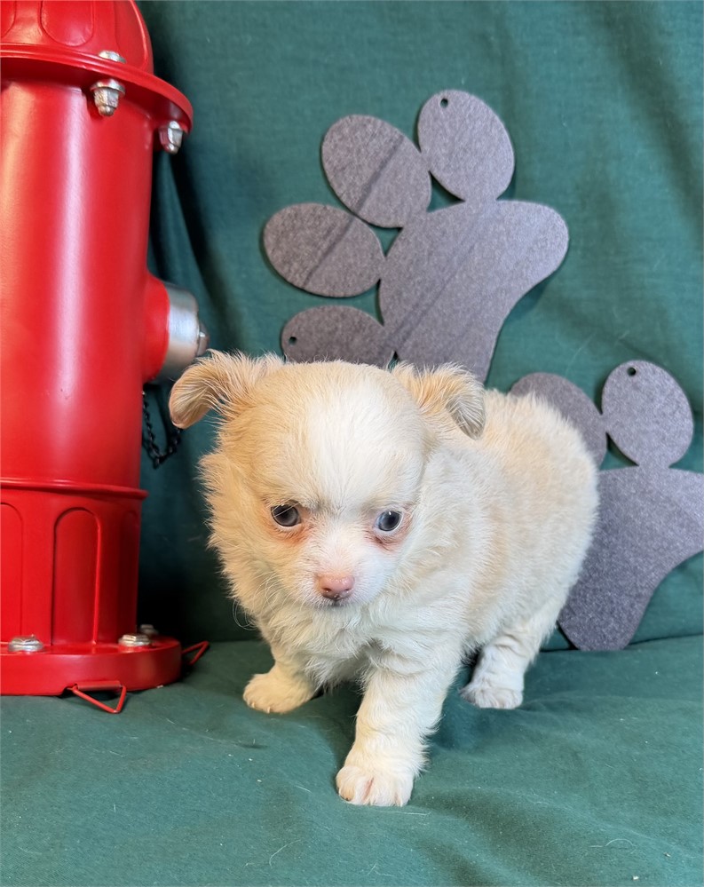 Chihuahua- Keisha’s # 1 (M)