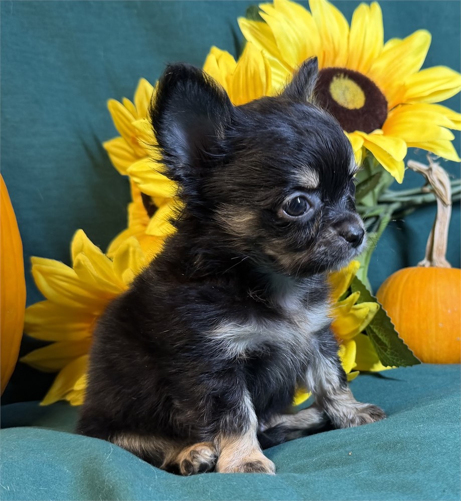 Chihuahua- Fergie’s  # 1 (M)