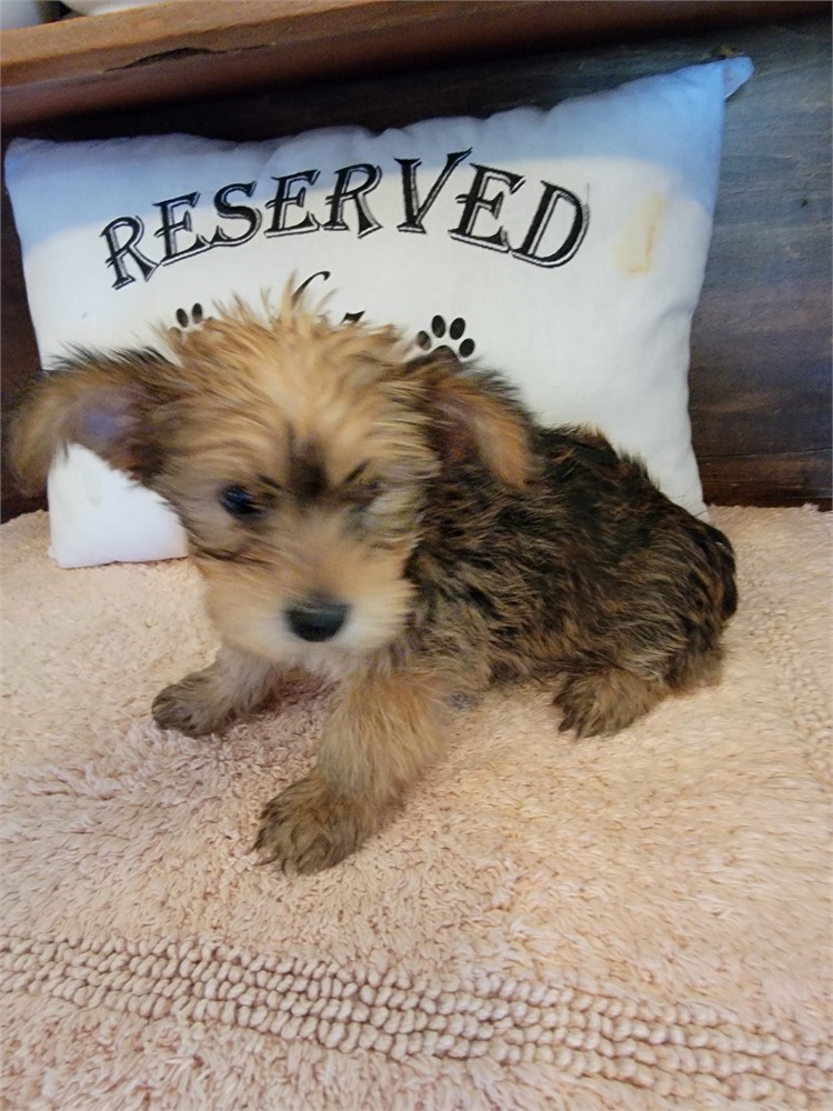 Small Yorkie Male nontraditional colorcolor.