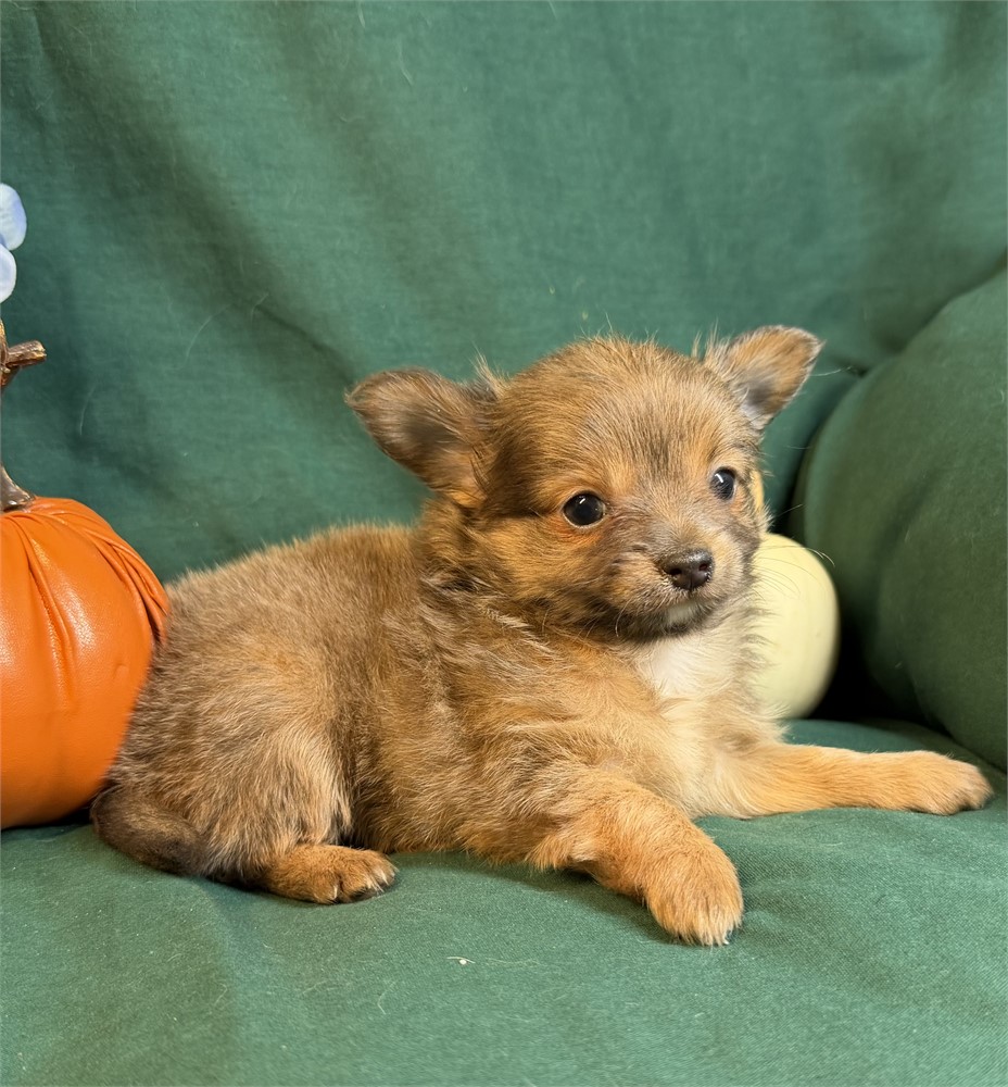 Chihuahua- Foxy’s # 1 (M) BLUE and tan.  Has an overbite