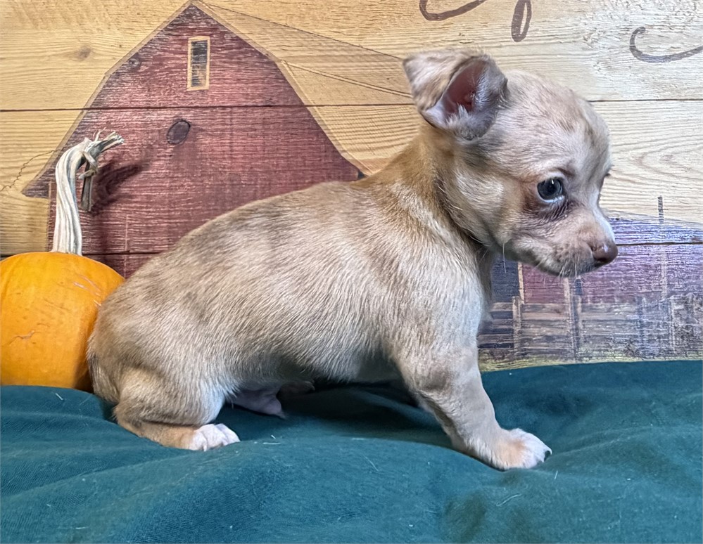 Chihuahua- Caramel’s # 3 (M)