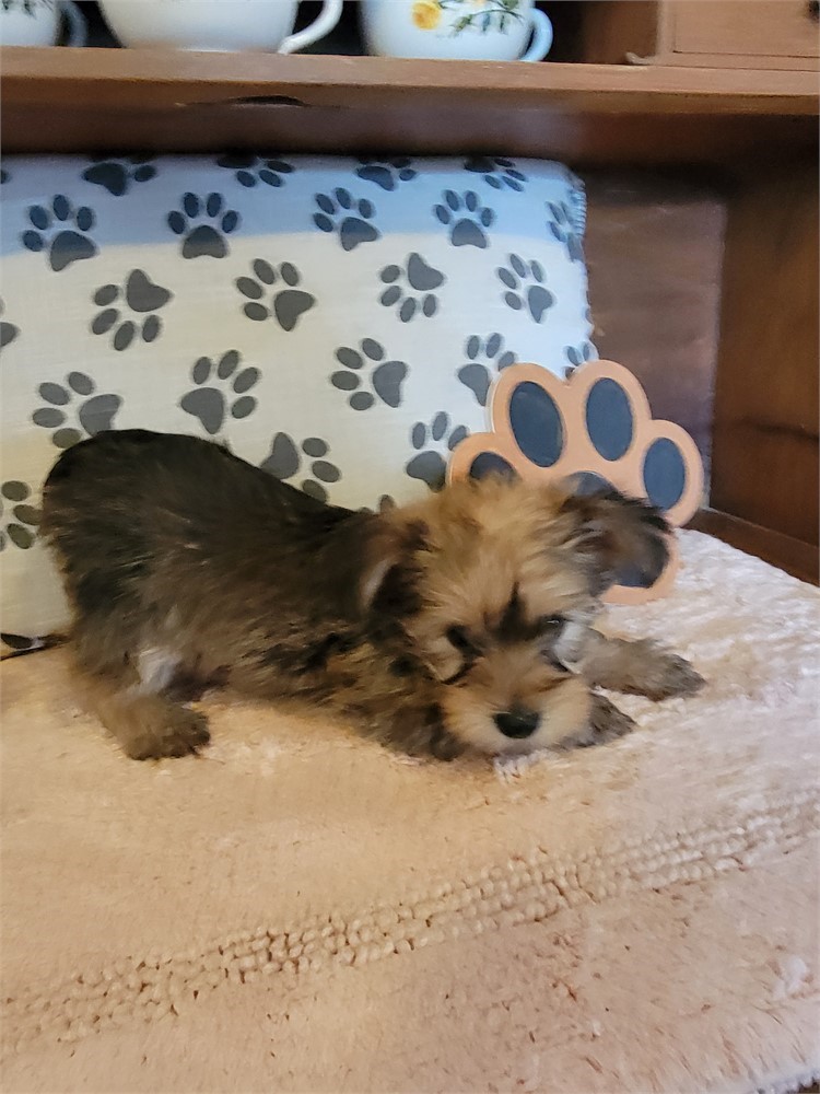 Small Yorkie Male nontraditional colorcolor.