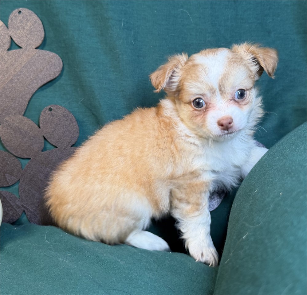 Chihuahua- Keisha’s # 3 (F)