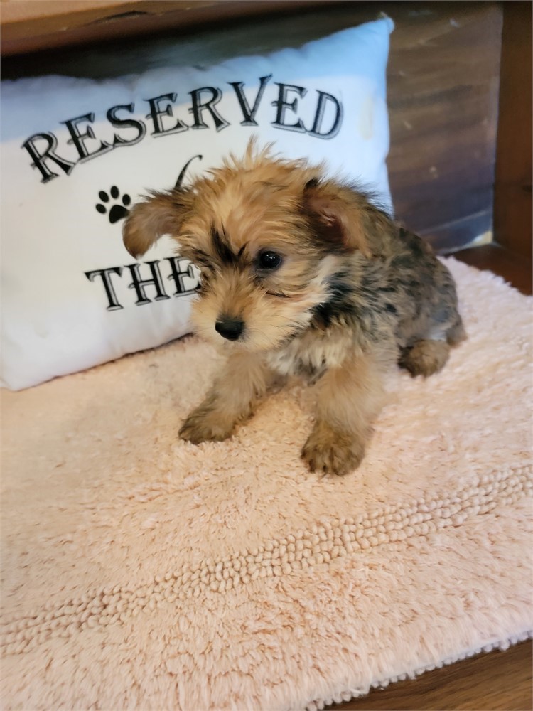 Small Yorkie Male nontraditional colorcolor.