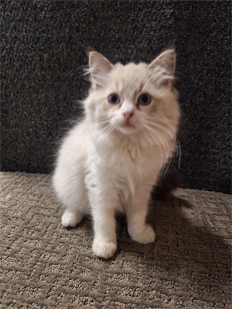 Ragdoll blue point bi-color female