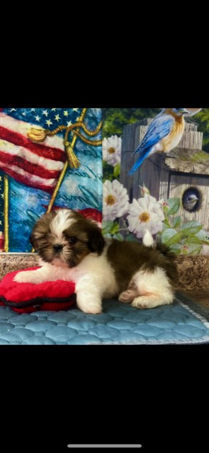 AKC ShihTzu Male