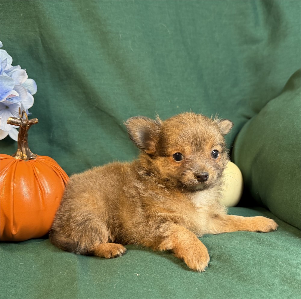 Chihuahua- Foxy’s # 1 (M) BLUE and tan.  Has an overbite