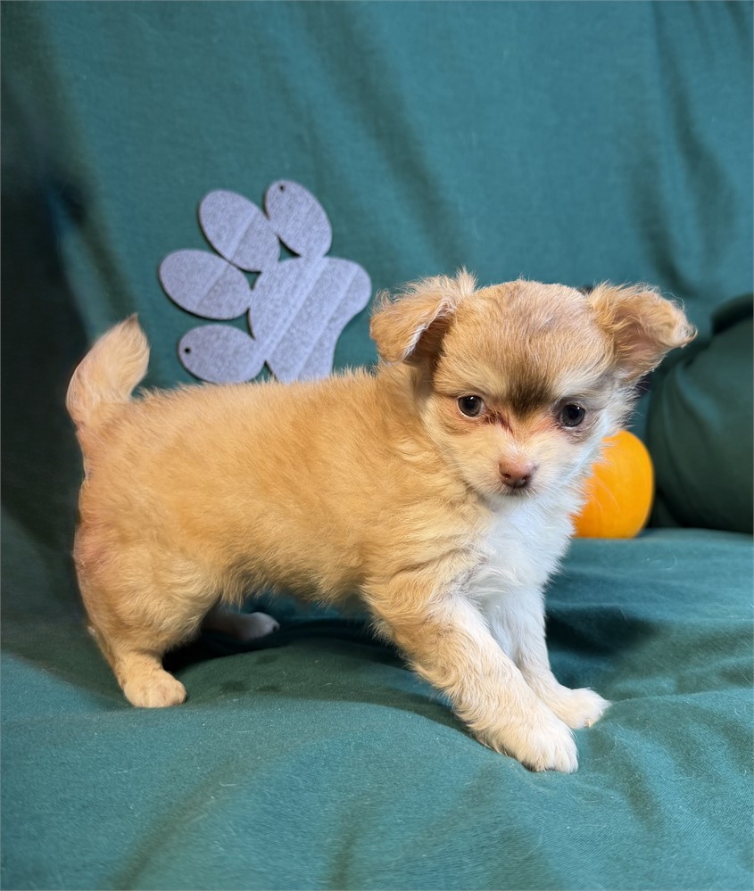 Chihuahua- Keisha’s # 2 (F)