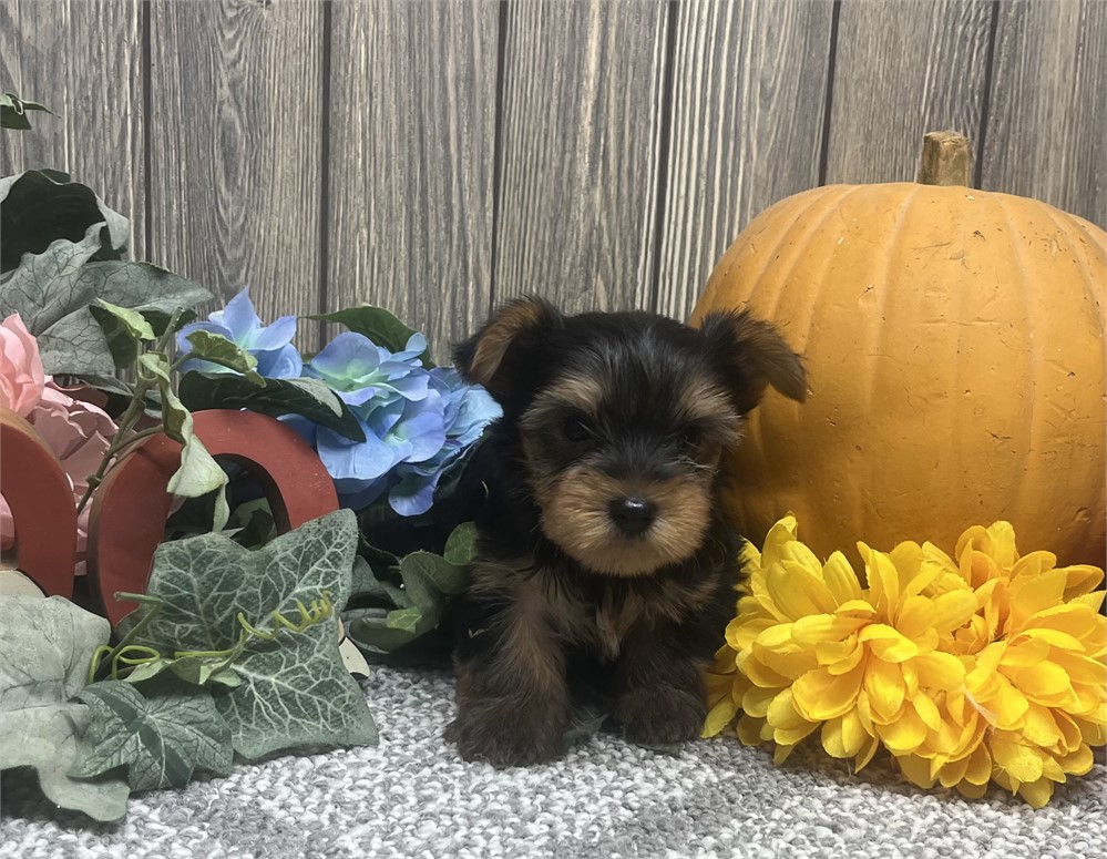 Male Yorkshire Terrier