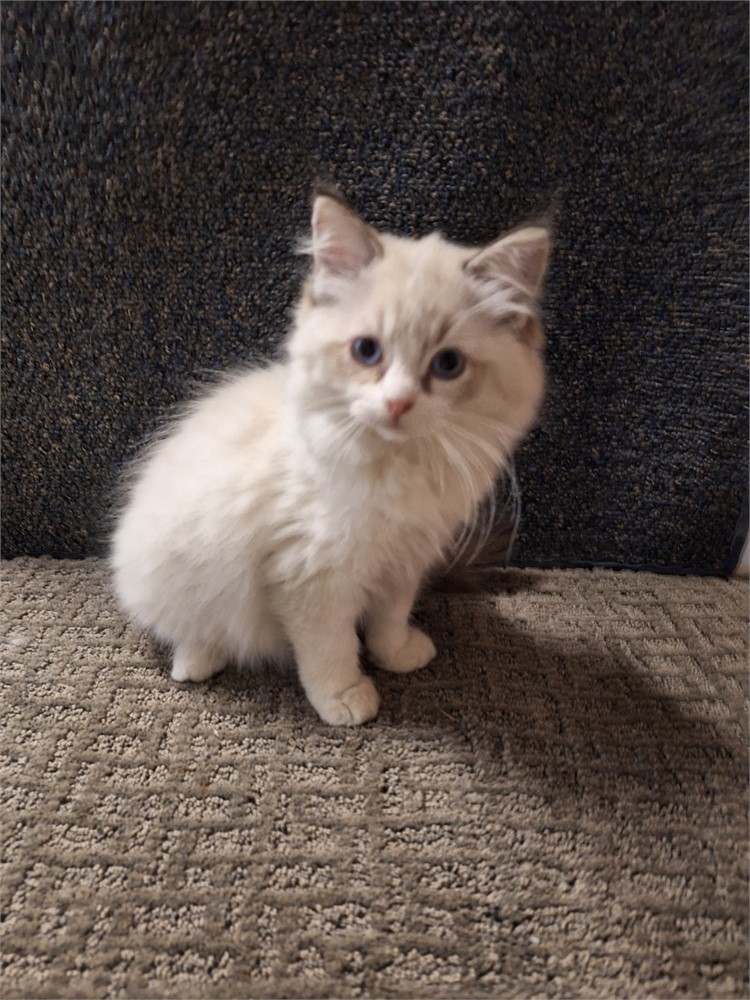Ragdoll blue point bi-color female