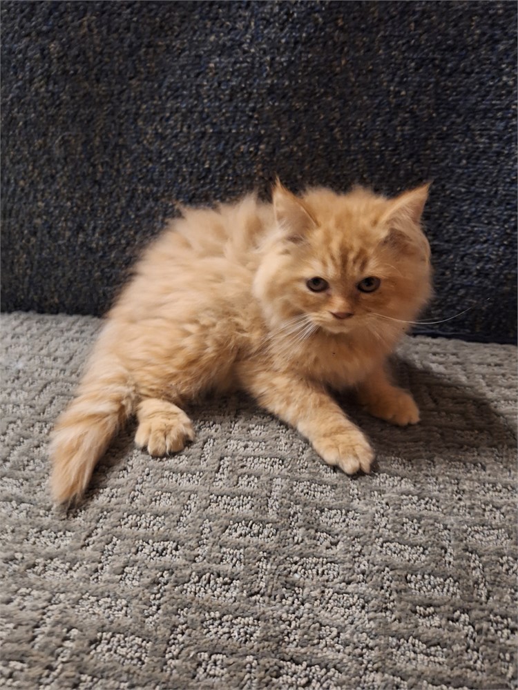 Persian red tabby male