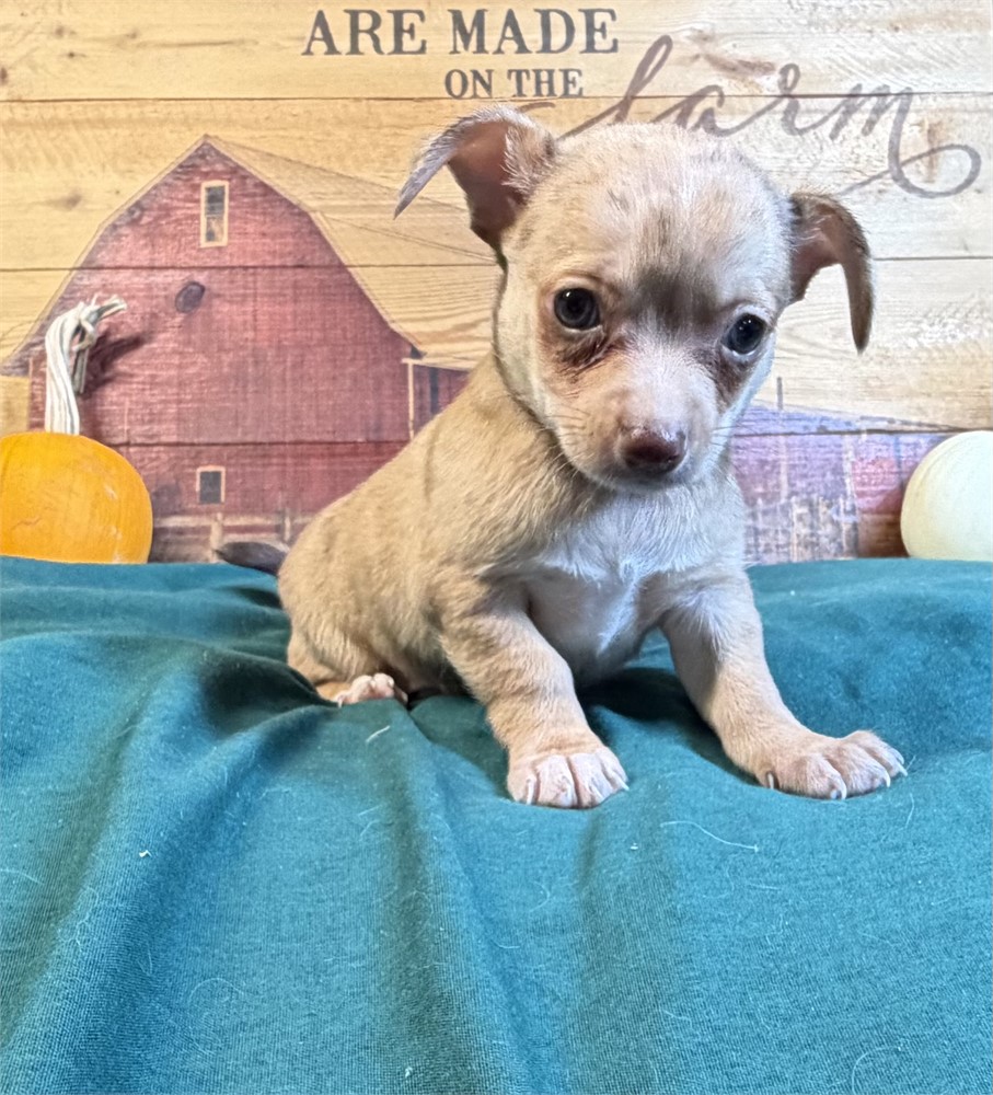 Chihuahua- Caramel’s # 3 (M)