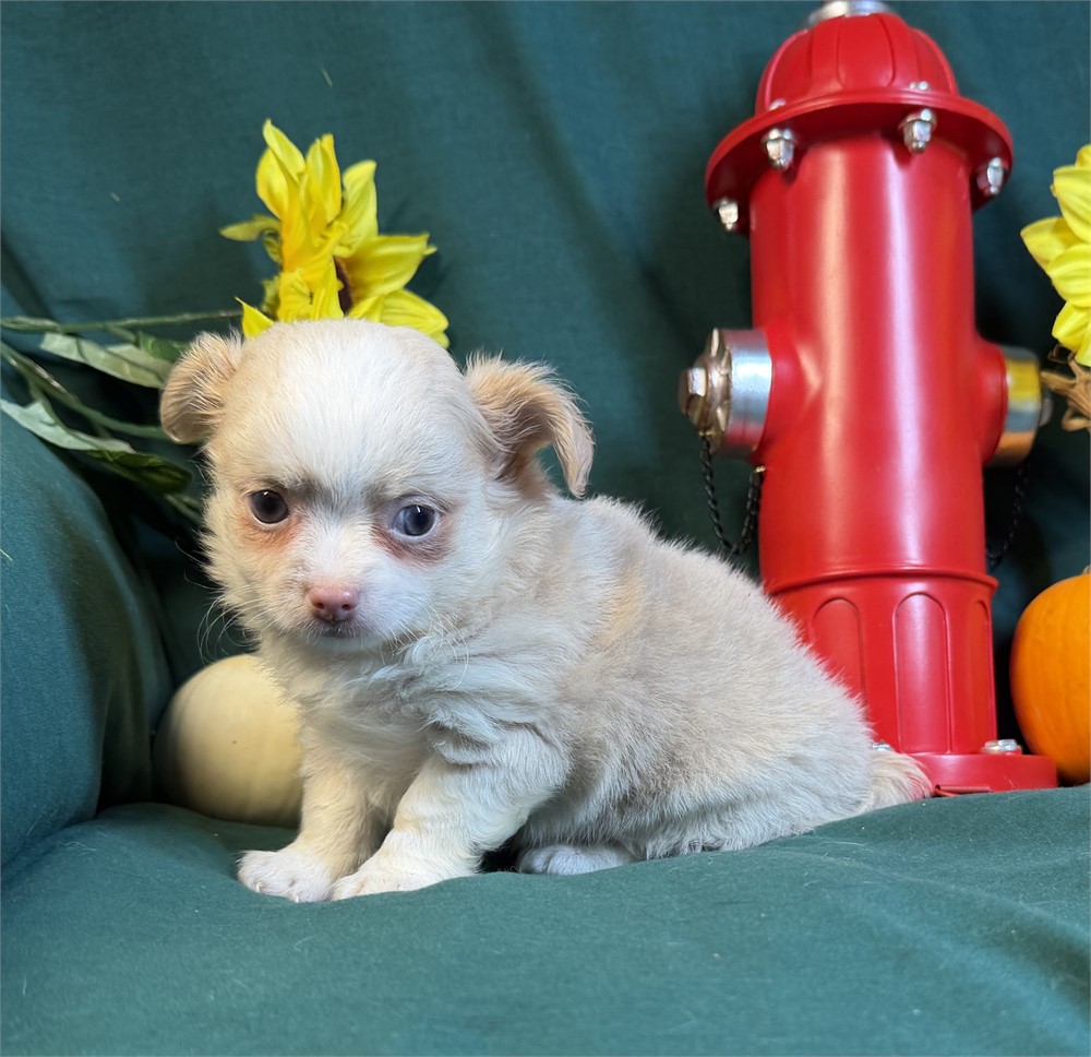 Chihuahua- Keisha’s # 1 (M)