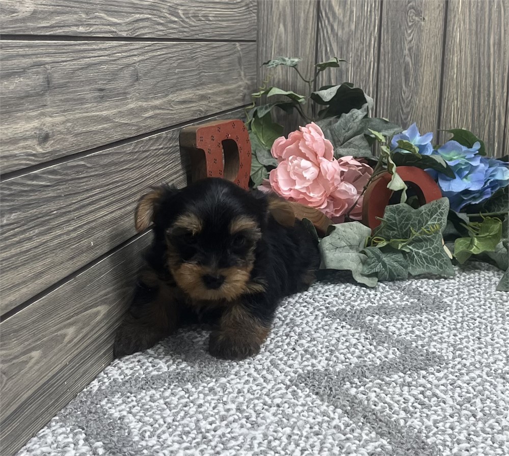 Male Yorkshire Terrier