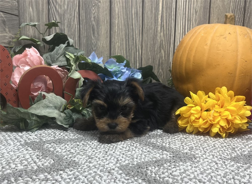Male Yorkshire Terrier
