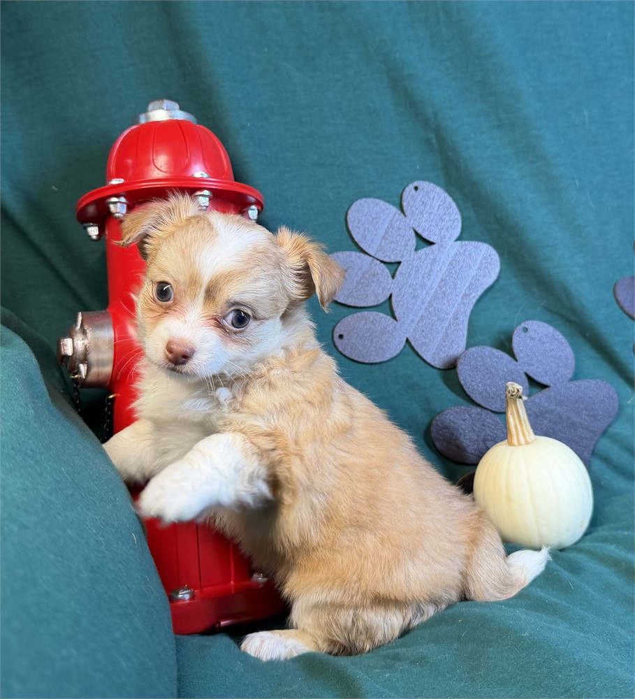 Chihuahua- Keisha’s # 3 (F)