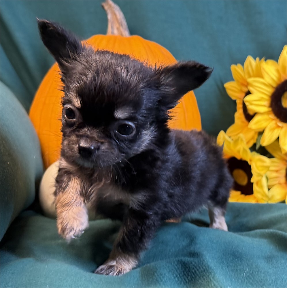 Chihuahua- Fergie’s  # 1 (M)