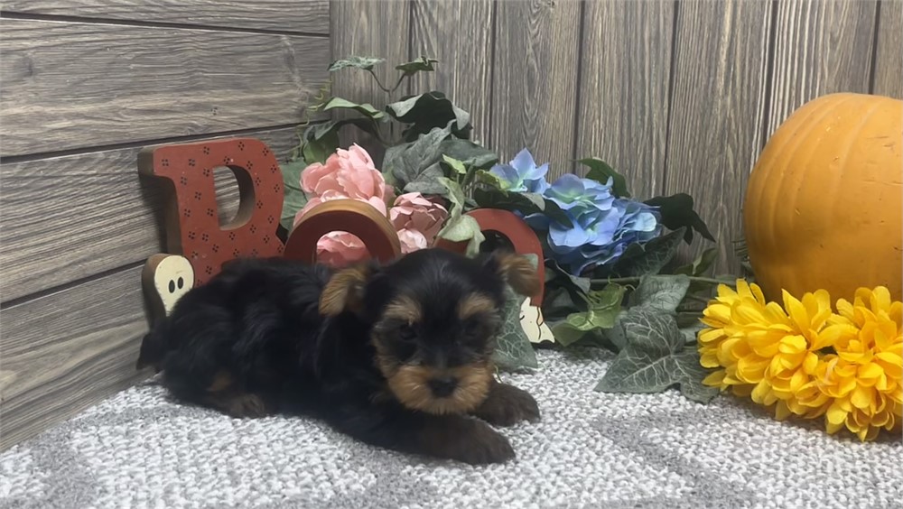 Male Yorkshire Terrier