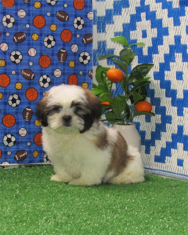 _ Felix _ Boy Pekingese-Shih Tzu