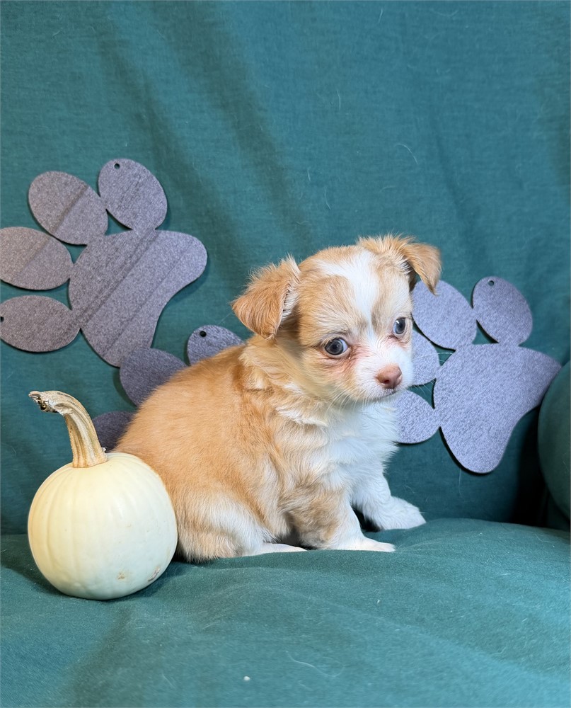 Chihuahua- Keisha’s # 3 (F)