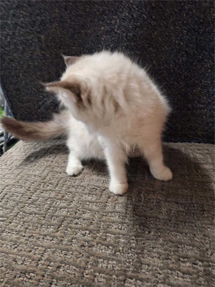 Ragdoll blue point bi-color female