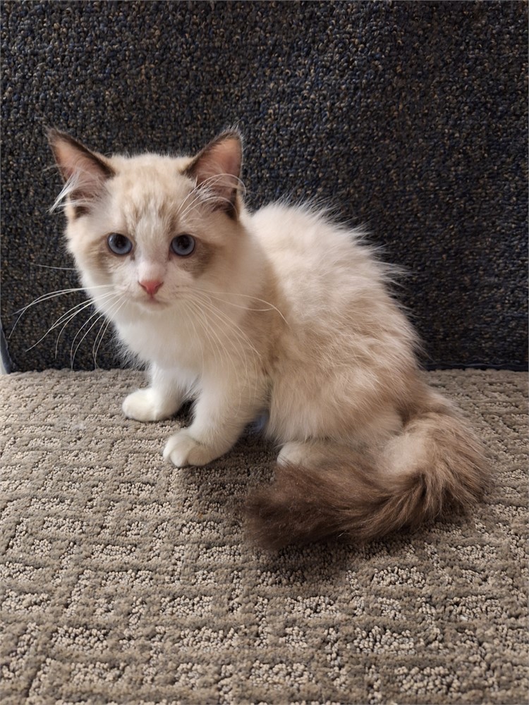 Ragdoll seal point bi-color male