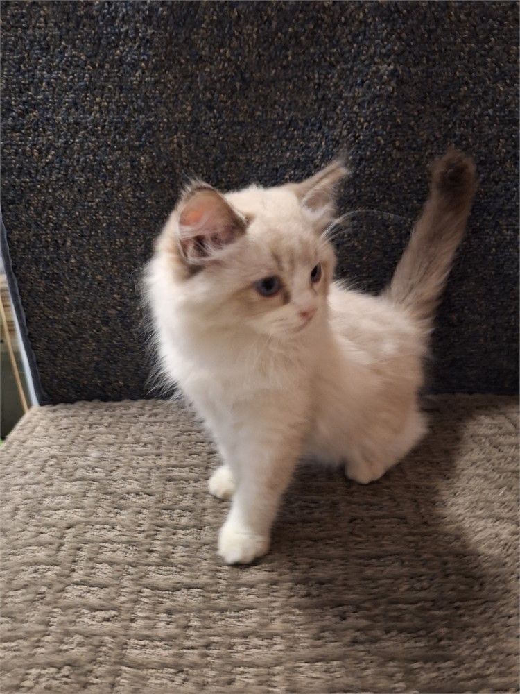 Ragdoll blue point bi-color female