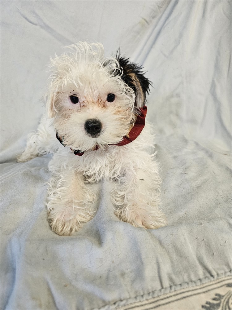 BLK/WHITE PARTI  MALE YORKIE