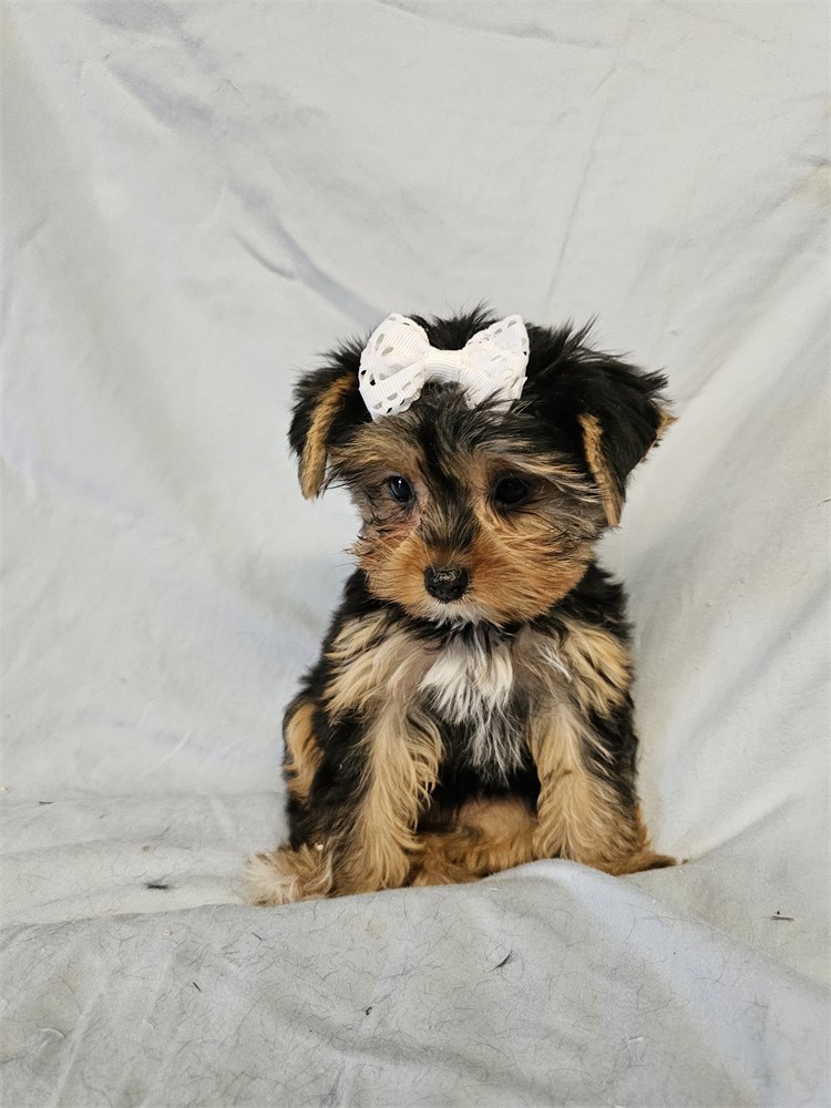 BLK/TAN FEMALE YORKIE