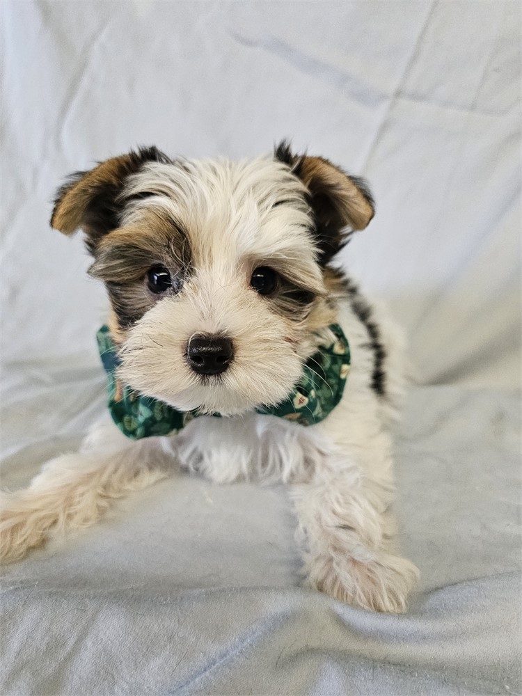 BLK/WHITE PARTI  MALE YORKIE