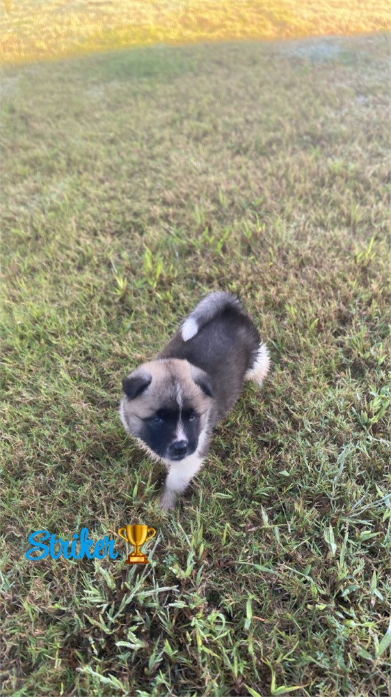 AKC Champion Bloodline—Striker