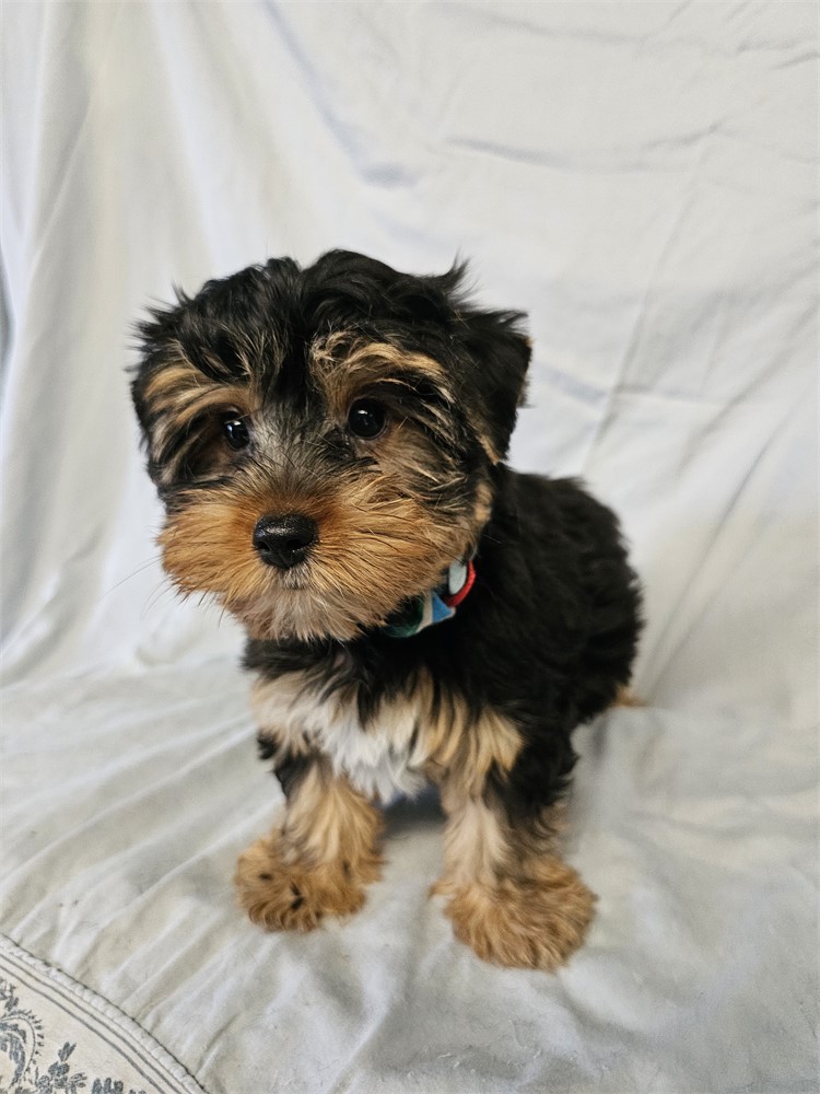 BLK/TAN MALE YORKIE