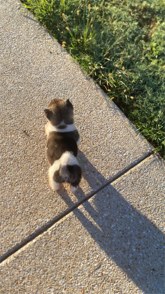 AKC Champion Bloodline—Titan