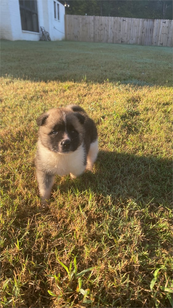 AKC Champion Bloodline—Striker