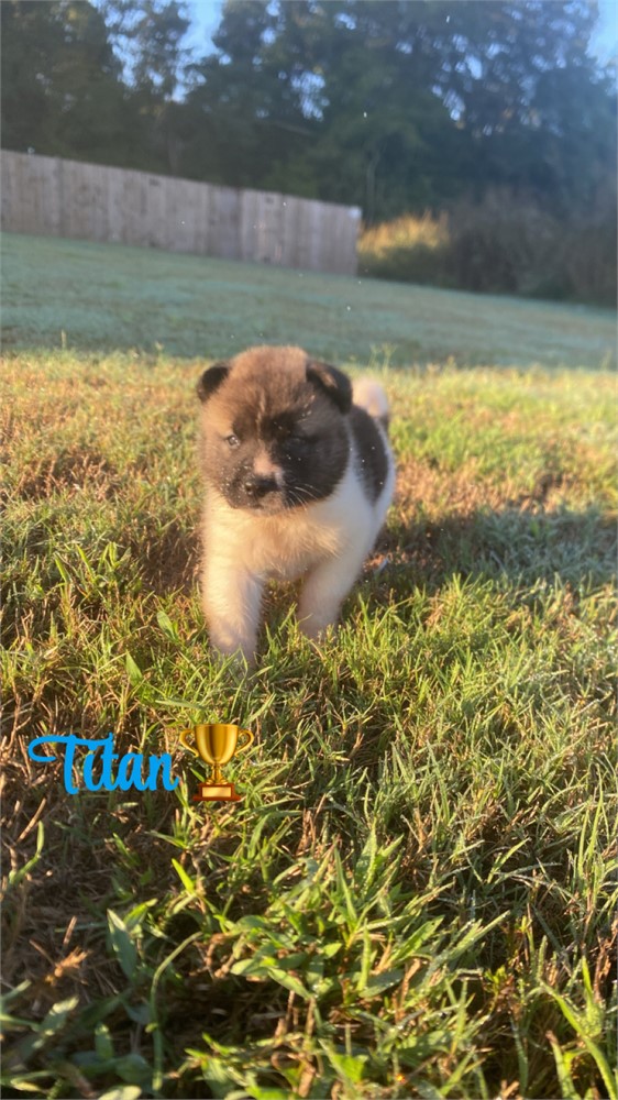 AKC Champion Bloodline—Titan