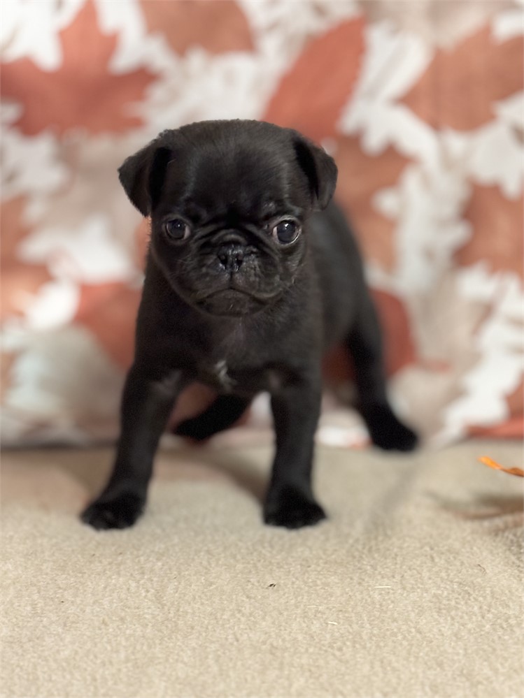 Pug Female