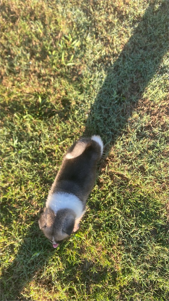 AKC Champion Bloodline—Striker