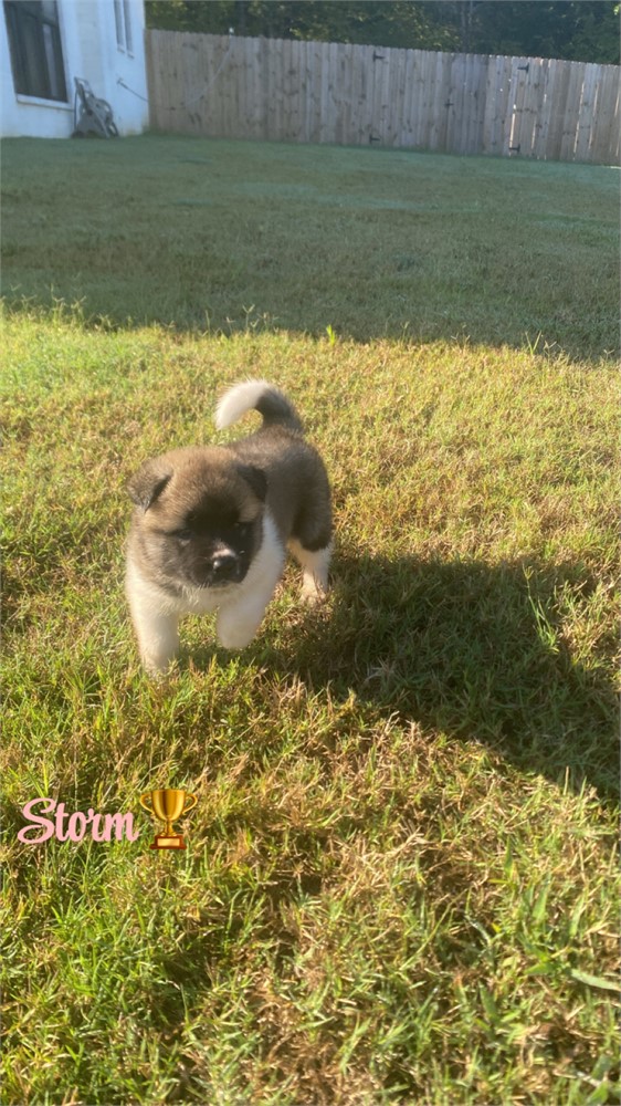 AKC Champion Bloodline—Storm