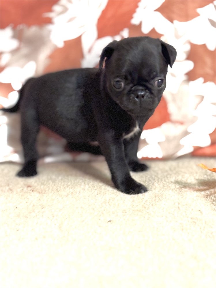 Pug Female