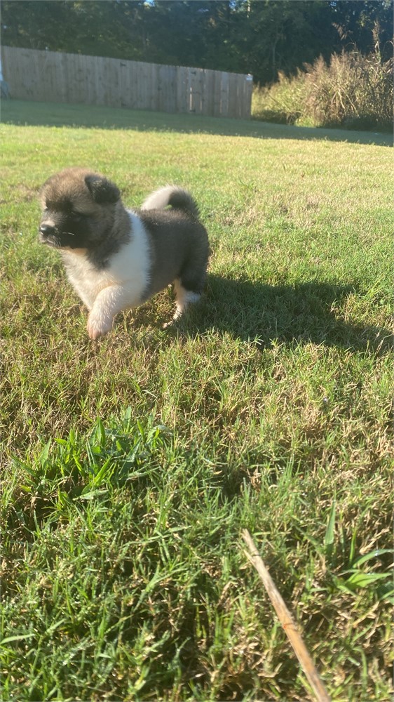 AKC Champion Bloodline—Storm