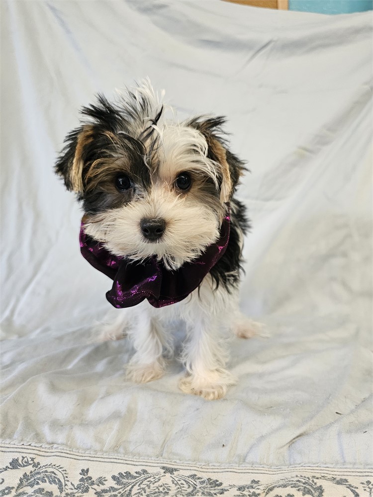 BLK/WHITE PARTI  MALE YORKIE