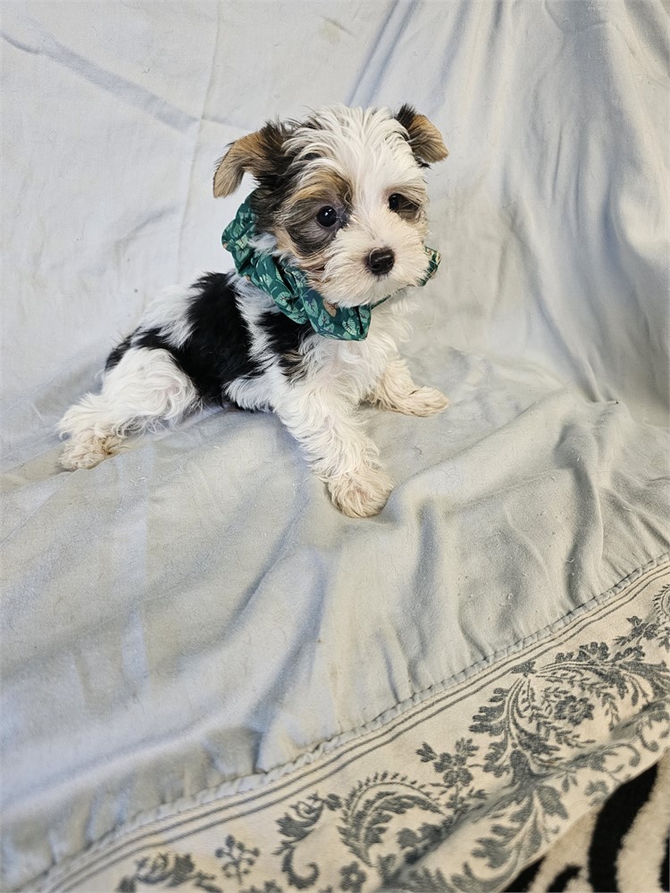 BLK/WHITE PARTI  MALE YORKIE