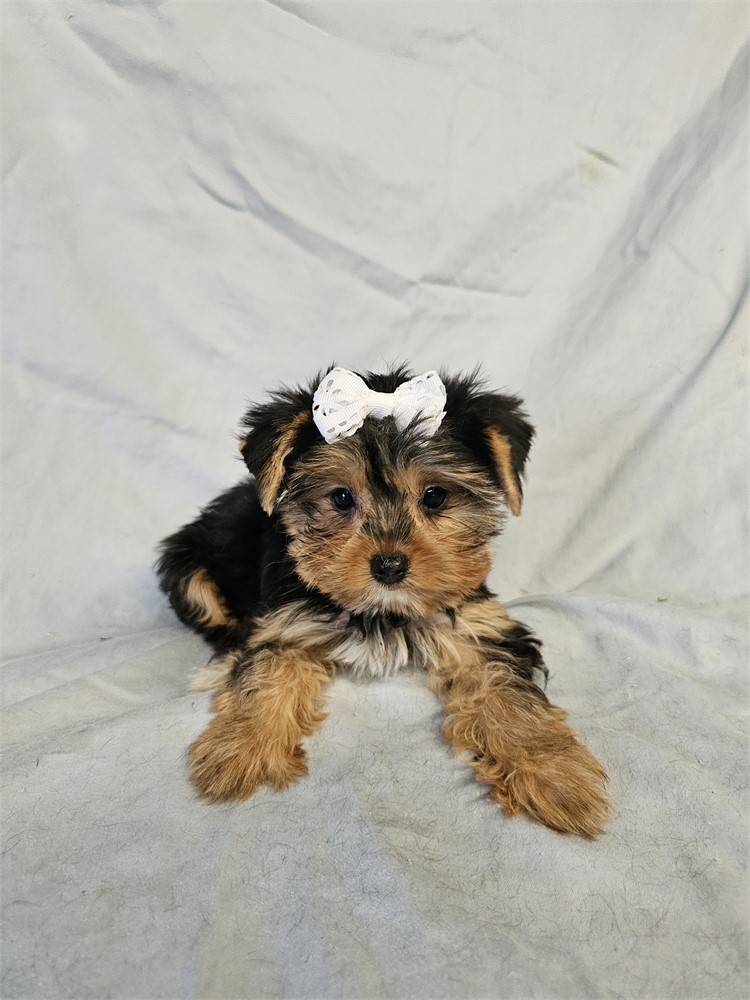 BLK/TAN FEMALE YORKIE