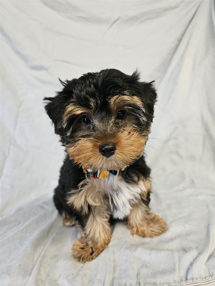 BLK/TAN MALE YORKIE