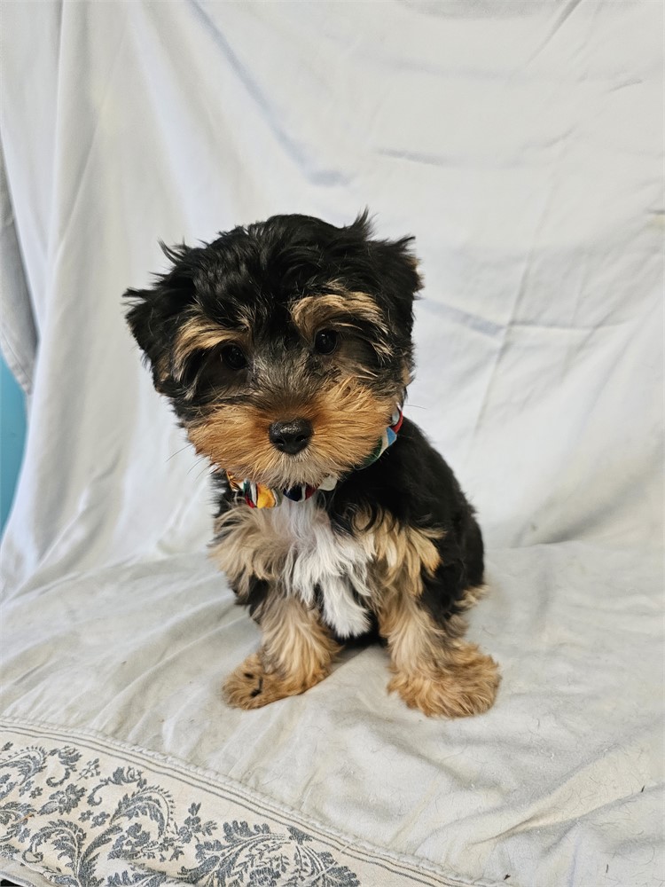 BLK/TAN MALE YORKIE