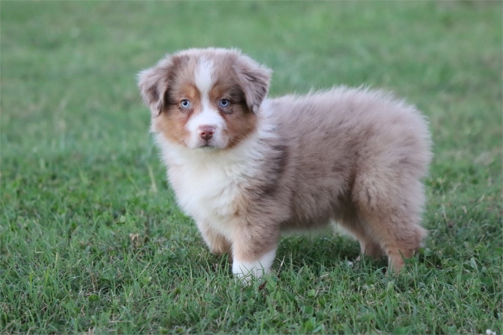 USDA CLEAN* MINI Aussie
