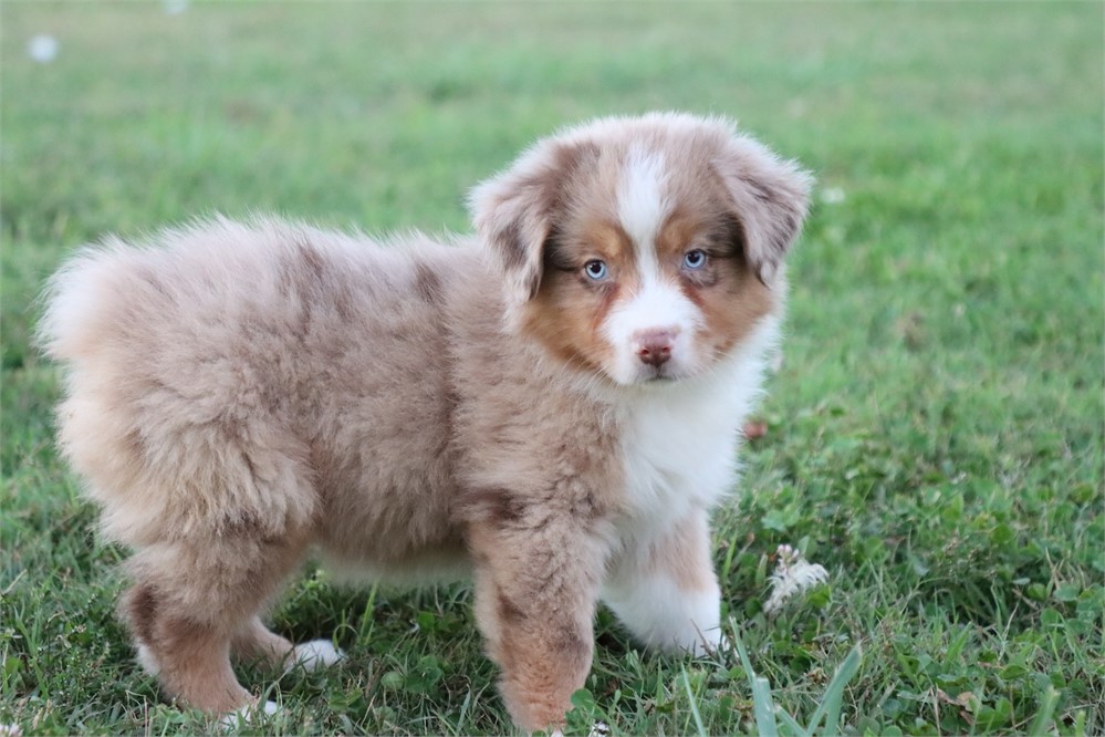 USDA CLEAN* MINI Aussie